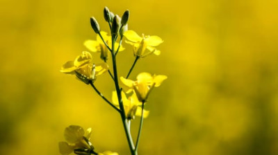加拿大国际广播电台-中国宣布对加拿大油菜籽征收临时反倾销税