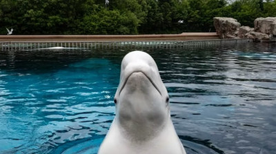 加拿大国际广播电台-联邦政府拒让Marineland出口白鲸到中国