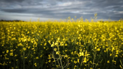 加拿大国际广播电台-萨斯喀彻温省长莫伊和联邦部长就中国对加拿大油菜籽征收高额关税举行会谈