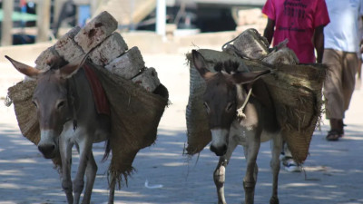 半岛电视台-驴子经济中国为何控制非洲的驴子