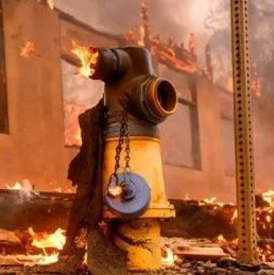 加州州长：给我查！