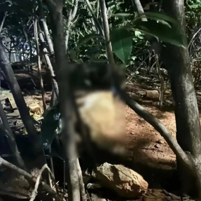 外卖员将猫从高楼扔下摔死，律师解读