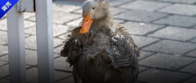 穿了一冬天的羽绒服怎么洗？首先，不能干洗