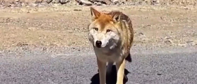 可可西里网红狼被游客喂成胖球，到底该不该喂？