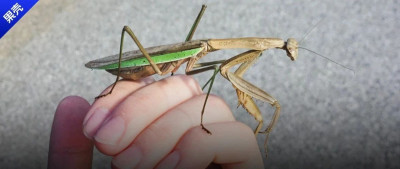 原产于中国的螳螂，正在美国进行平等的杀戮