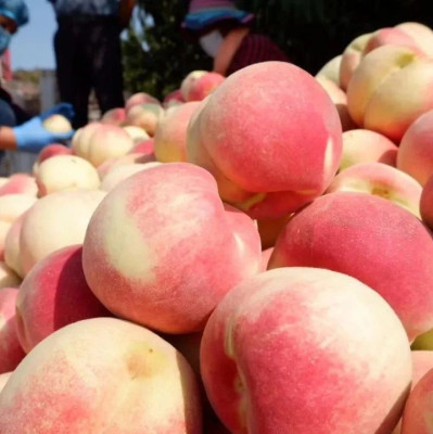 秋天竟有一口惊艳的蜜桃？卖光的速度就像龙卷风