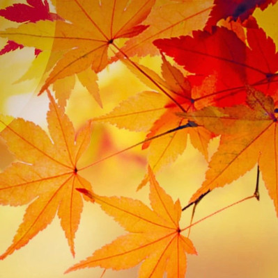 霜降，共赴一场秋日之约