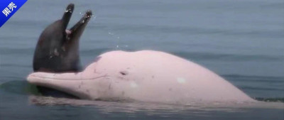 那头背着死亡幼崽游了一个多月的海豚，姓林