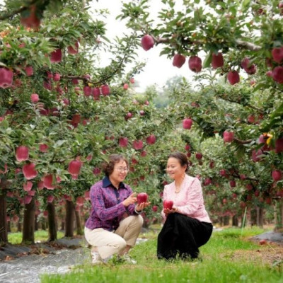 天水花牛有多牛？