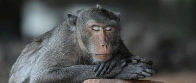 这个常用药可减缓猴子大脑衰老