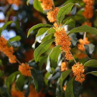 那么香的桂花，为什么味道很难复刻？