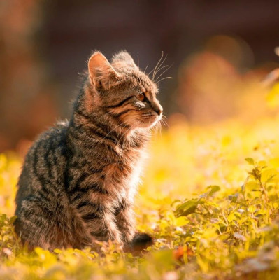 你的下班搭子，等你签收！｜萌宠寻人启事116期