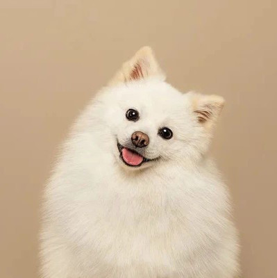 爱笑小狗狗，求摸求撸求抱抱｜萌宠寻人启事110期