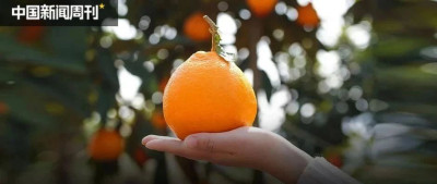 最能讨好人的水果竟然是它？