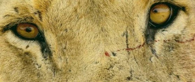 幽灵巨狮吃掉35名工人，126年后，人们从它的牙缝毛发中发现一份惊人食谱