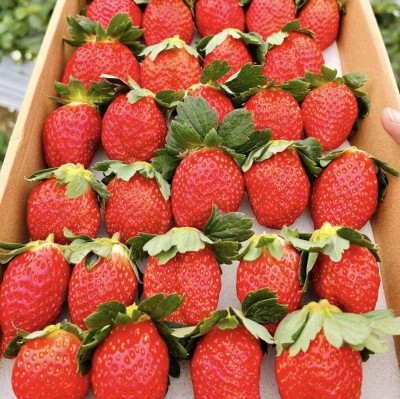 传说中的大凉山草莓，大多数人应该没见过