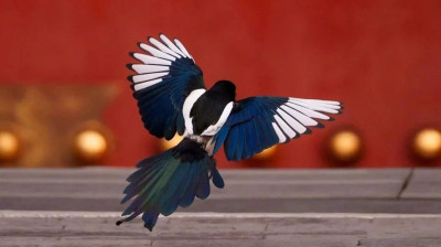 开门见喜！新年壁纸来了