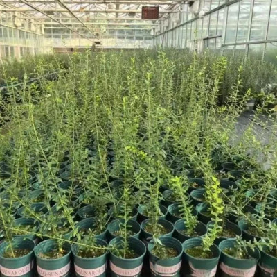 “太空种子”出苗啦！这次是315克油橄榄