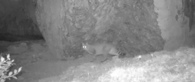 “最不为人知的猫科动物”，现身九寨沟