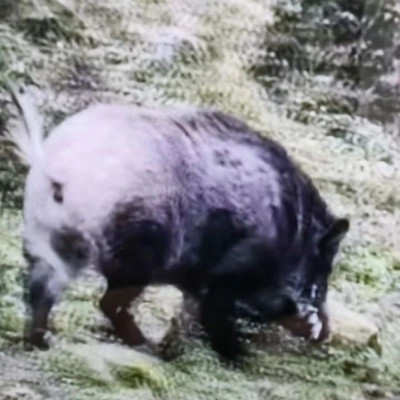 一地招募“野猪猎人”，每头赏金2400元！官方回应