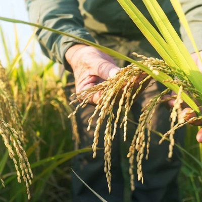 吃到一碗真五常大米有多难？