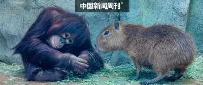 猩猩“霸凌”水豚？