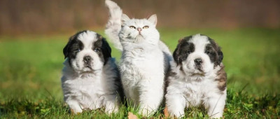 可怜小狗，等你来爱｜萌宠寻人启事108期