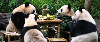 国庆假期第4天，来这里遇见美丽动物