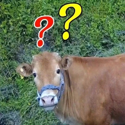 黄牛：真不知道上辈子欠了潮汕人什么……