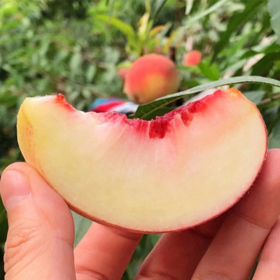 很久没吃过这么刷新三观的桃子了