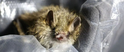 三江源发现新物种