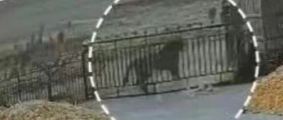 东北虎进村，未来人与虎如何更好相处？