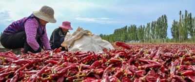 这次是辣椒！中方驳斥谎言