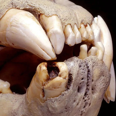 幽灵巨狮吃掉35名工人，126年后人们发现了它牙缝里的毛发