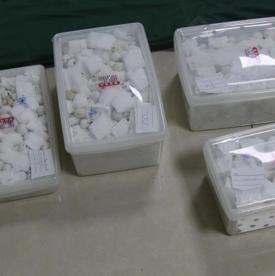 查获鹦鹉蛋998枚！特大走私珍贵动物案被侦破