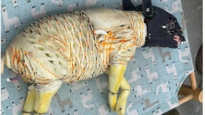 很难想象，这些机械动物是在什么精神状态下做出来的……