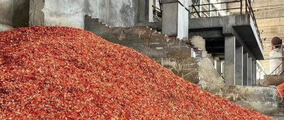 吃掉600斤小龙虾！他们研究出结果了