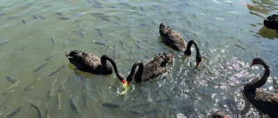 老胡的周刊（第162期）