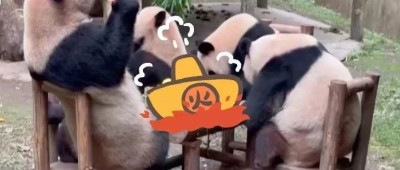 重庆大熊猫爱吃啥子？当然是“huo go”~