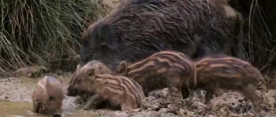 野猪频频下山“撒野”，致害26省份！怎么办？