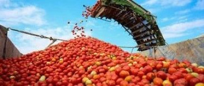 BBC呼吁停止使用新疆番茄，外交部：双标！