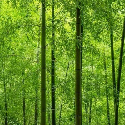 浙江加快推广“以竹代塑”产品：政府单位办公等场景应选尽选