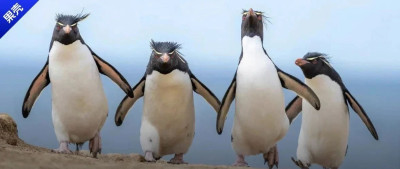 都让开！今年的搞笑野生动物摄影奖来了！