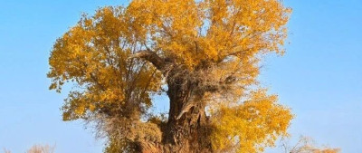 每日热问 | 塔克拉玛干沙漠发现周长9米胡杨，为何能长这么大？