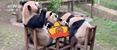 重庆大熊猫爱吃啥子？当然是“huo go”~
