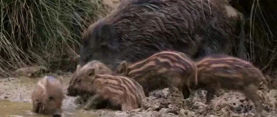 26省份存在野猪致害！野猪“撒野”怎么防？