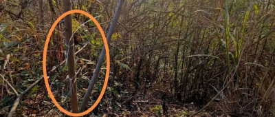 一教师遭捕兽电网击中，当场身亡