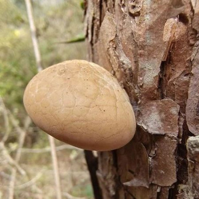 全球新物种！秦岭隐孔菌被发现