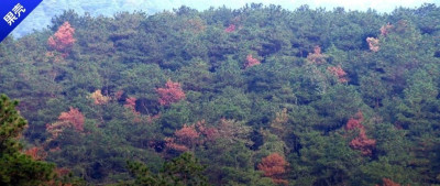当松林中出现艳丽的红色，这不是美景，而是一种致命的威胁