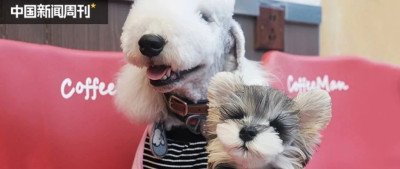 广州超40只宠物狗疑似中毒死亡，谁干的？